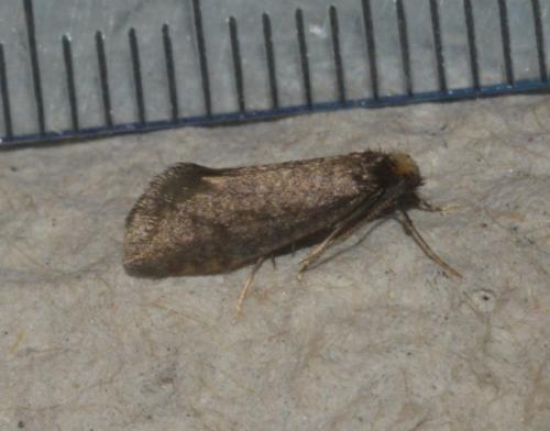 Réf. 230 193 : Taleporia tubulosa